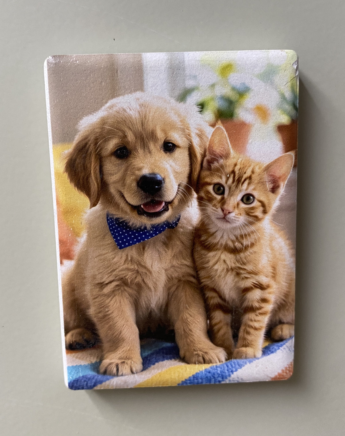 Puppy & Kitten Best Friends — Fridge Magnet